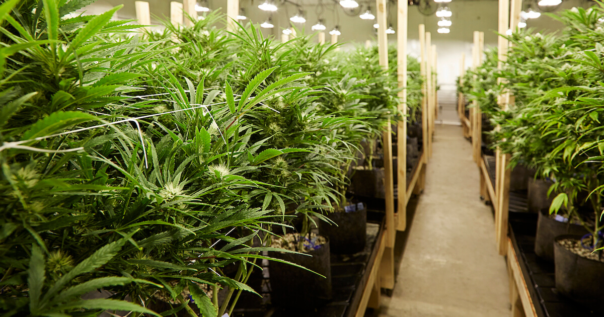 Cannabis Growing Facility Flooring